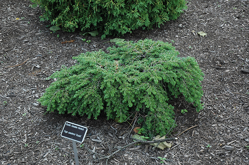 Gracilis Hemlock (Tsuga canadensis 'Gracilis') at Kennedy's Country Gardens