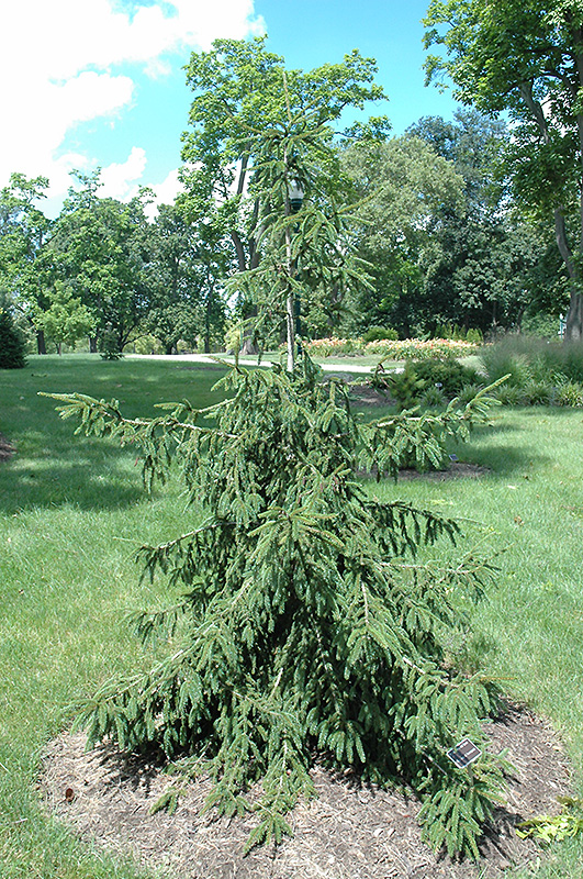 Gold Tipped Oriental Spruce (Picea orientalis 'Aureospicata') at Kennedy's Country Gardens