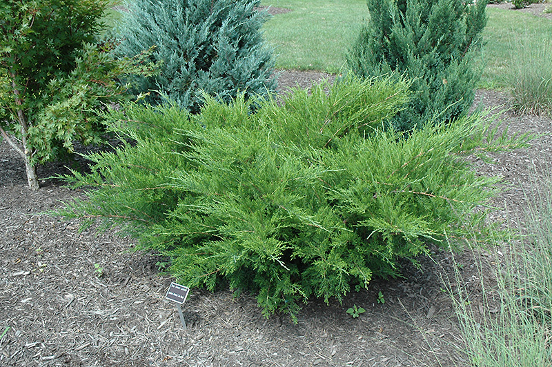 Sea Green Juniper (Juniperus chinensis 'Sea Green') at Kennedy's Country Gardens