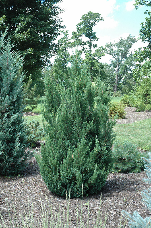 Blue Point Juniper (Juniperus chinensis 'Blue Point') at Kennedy's Country Gardens