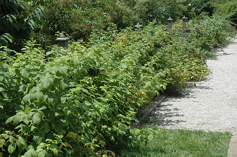 Heritage Raspberry (Rubus 'Heritage') at Kennedy's Country Gardens