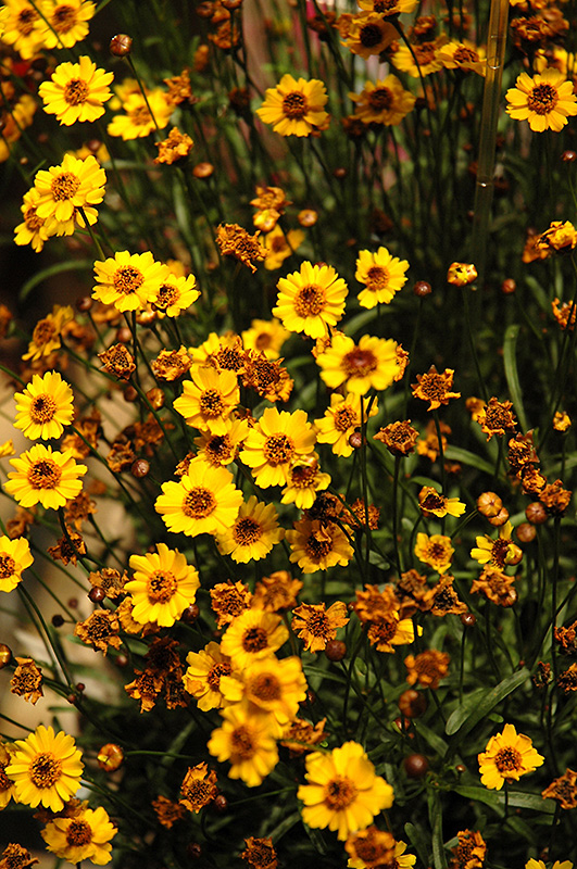 Prairie Gold Tickseed (Coreopsis 'Prairie Gold') at Kennedy's Country Gardens