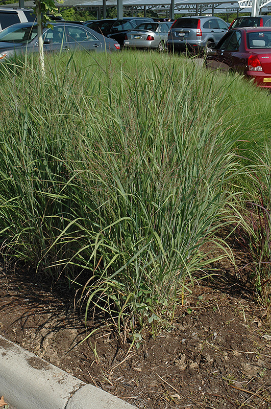 Ruby Ribbons Switch Grass (Panicum virgatum 'Ruby Ribbons') at Kennedy's Country Gardens