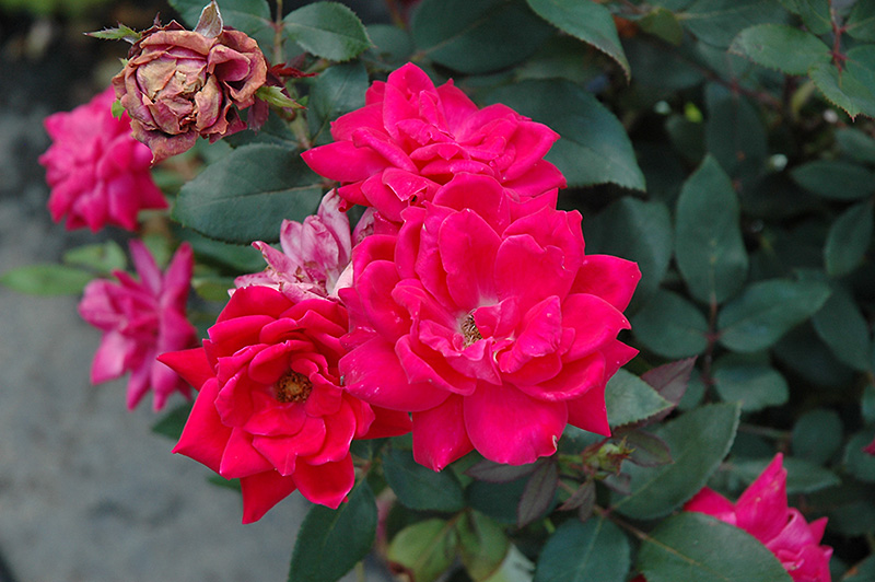 Knock Out Double Red Rose (Rosa 'Radtko') at Kennedy's Country Gardens
