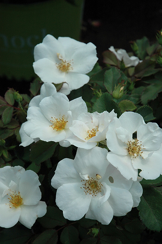 White Knock Out Rose (Rosa 'Radwhite') at Kennedy's Country Gardens