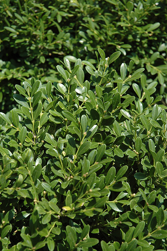 Franklin's Gem Boxwood (Buxus microphylla 'Franklin's Gem') at Kennedy's Country Gardens