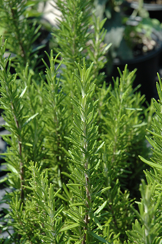 Barbeque Rosemary (Rosmarinus officinalis 'Barbeque') at Kennedy's Country Gardens