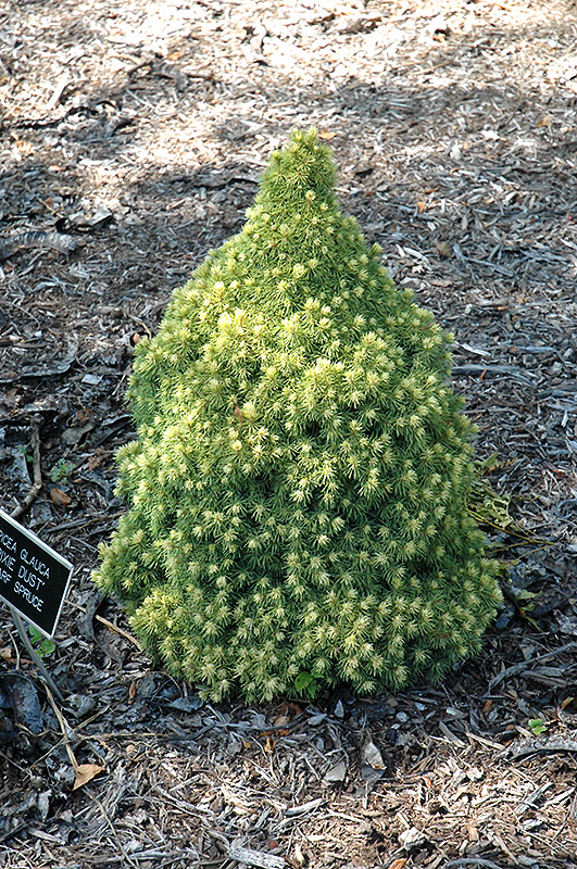 Pixie Dust Alberta Spruce (Picea glauca 'Pixie Dust') at Kennedy's Country Gardens