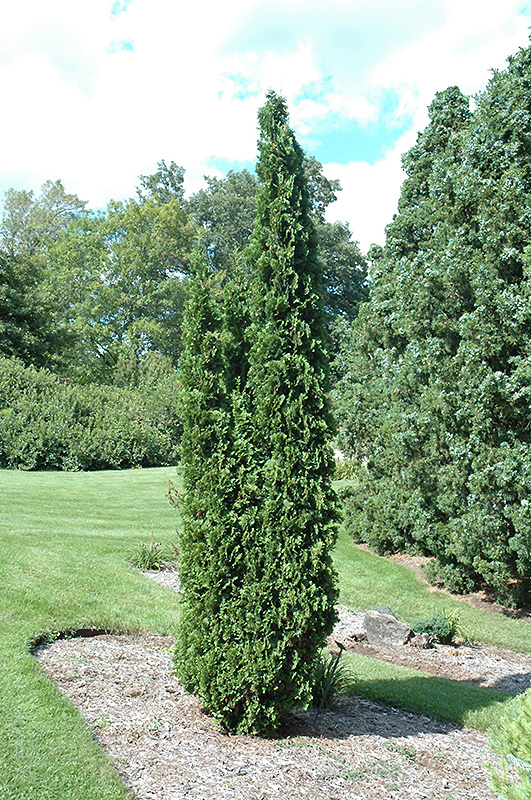 Degroot's Spire Arborvitae (Thuja occidentalis 'Degroot's Spire') at Kennedy's Country Gardens