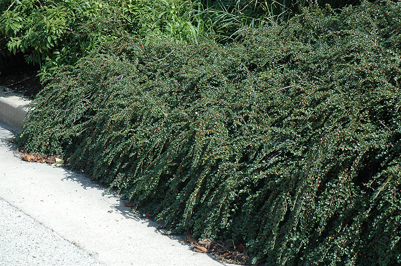 Tom Thumb Cotoneaster (Cotoneaster apiculatus 'Tom Thumb') at Kennedy's Country Gardens