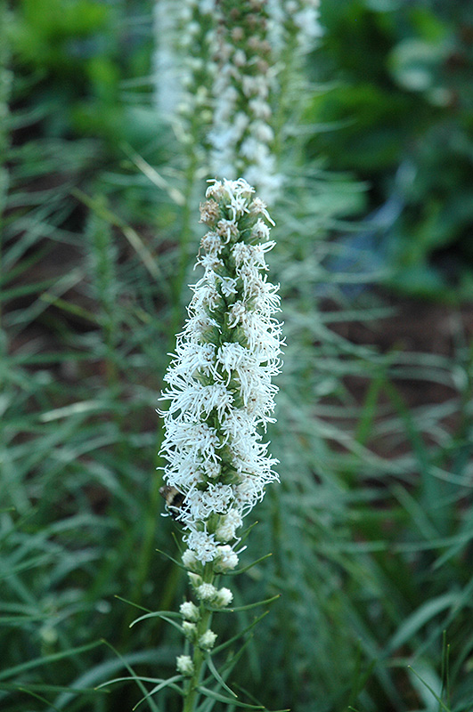 White Blazing Star (Liatris spicata 'Alba') at Kennedy's Country Gardens