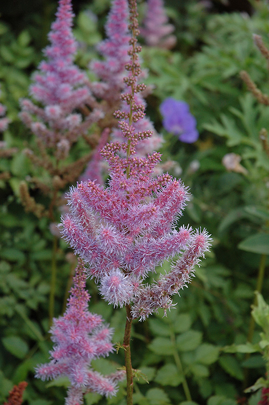 Purple Candles Astilbe (Astilbe chinensis 'Purple Candles') at Kennedy's Country Gardens