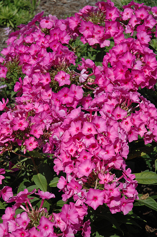 Pink Flame Garden Phlox (Phlox paniculata 'Pink Flame') at Kennedy's Country Gardens