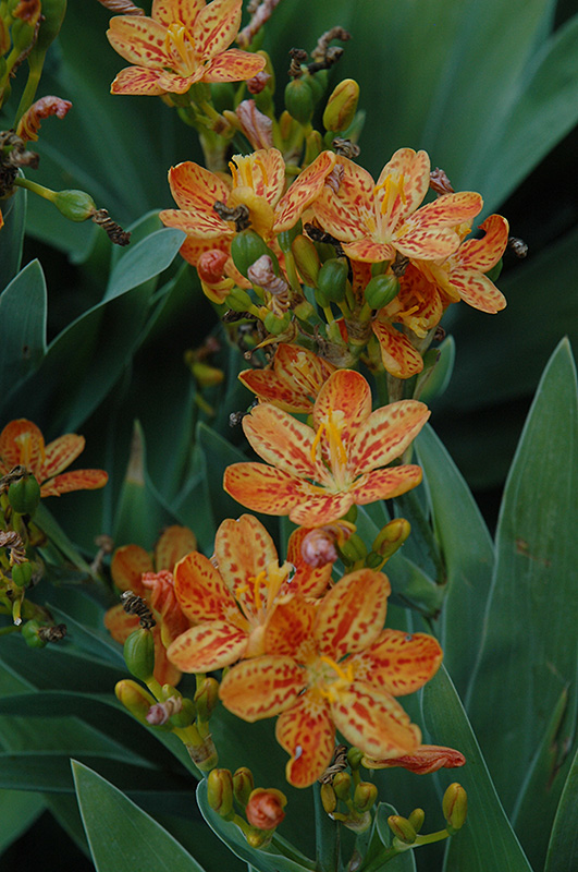 Freckle Face Blackberry Lily (Belamcanda chinensis 'Freckle Face') at Kennedy's Country Gardens