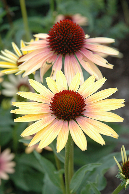 Evening Glow Coneflower (Echinacea 'Evening Glow') at Kennedy's Country Gardens