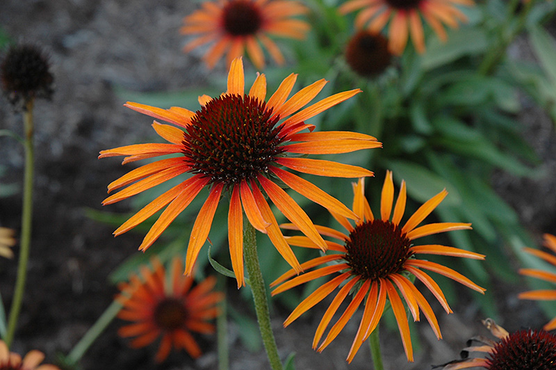 Flame Thrower Coneflower (Echinacea 'Flame Thrower') at Kennedy's Country Gardens
