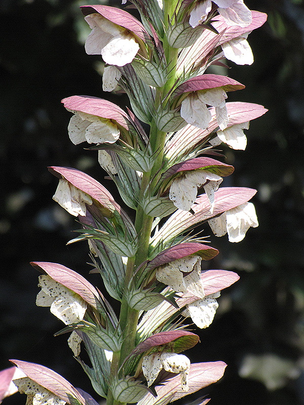 Hungarian Bear's Breeches (Acanthus hungaricus) at Kennedy's Country Gardens