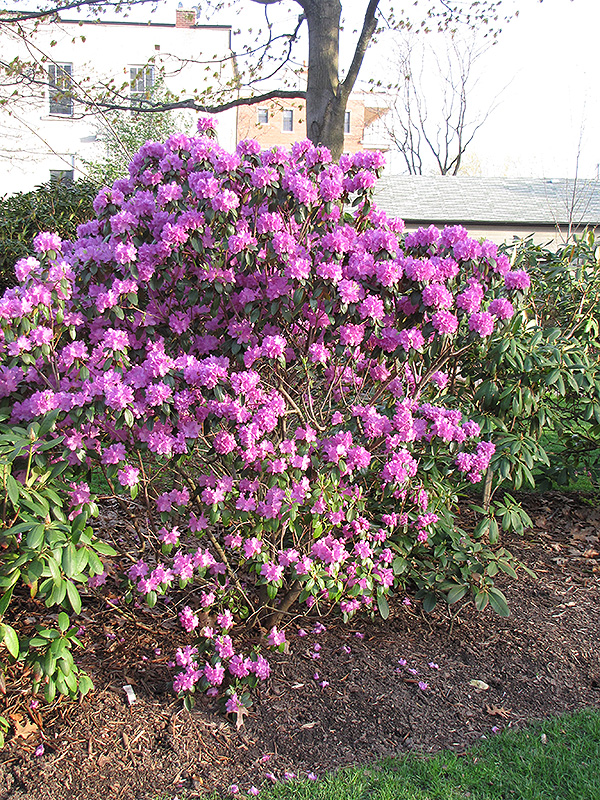 P.J.M. Regal Rhododendron (Rhododendron 'P.J.M. Regal') at Kennedy's Country Gardens