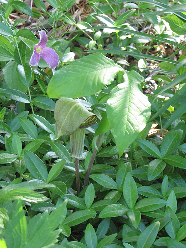 Hybrid Jack-In-The-Pulpit (Arisaema x triphyllum) at Kennedy's Country Gardens