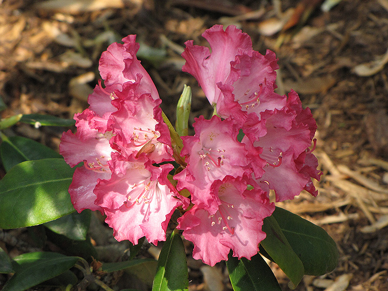 Barmstedt Rhododendron (Rhododendron 'Barmstedt') at Kennedy's Country Gardens
