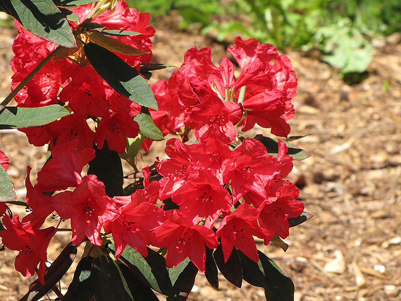 Vulcan Rhododendron (Rhododendron 'Vulcan') at Kennedy's Country Gardens