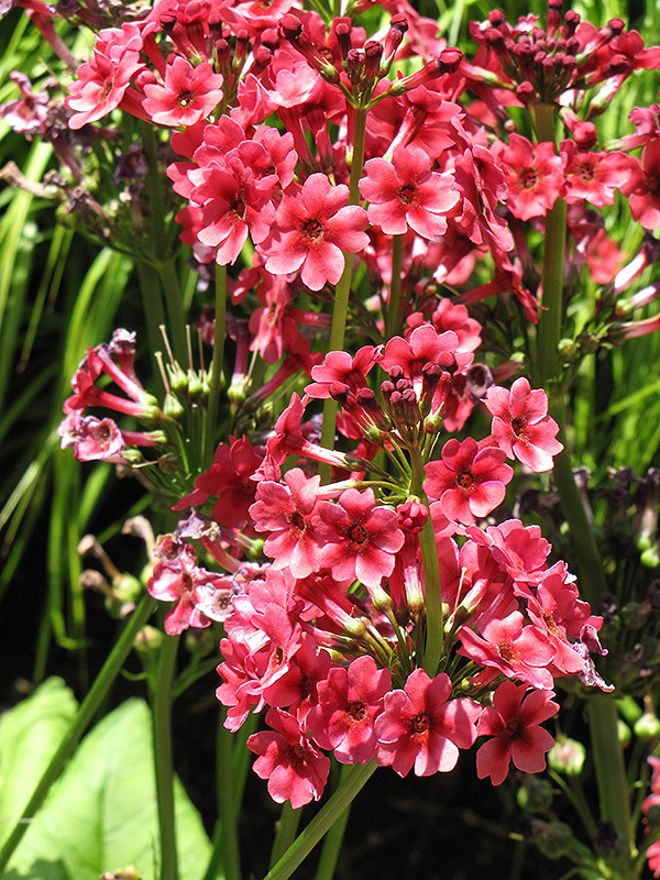 Miller's Crimson Primrose (Primula japonica 'Miller's Crimson') at Kennedy's Country Gardens