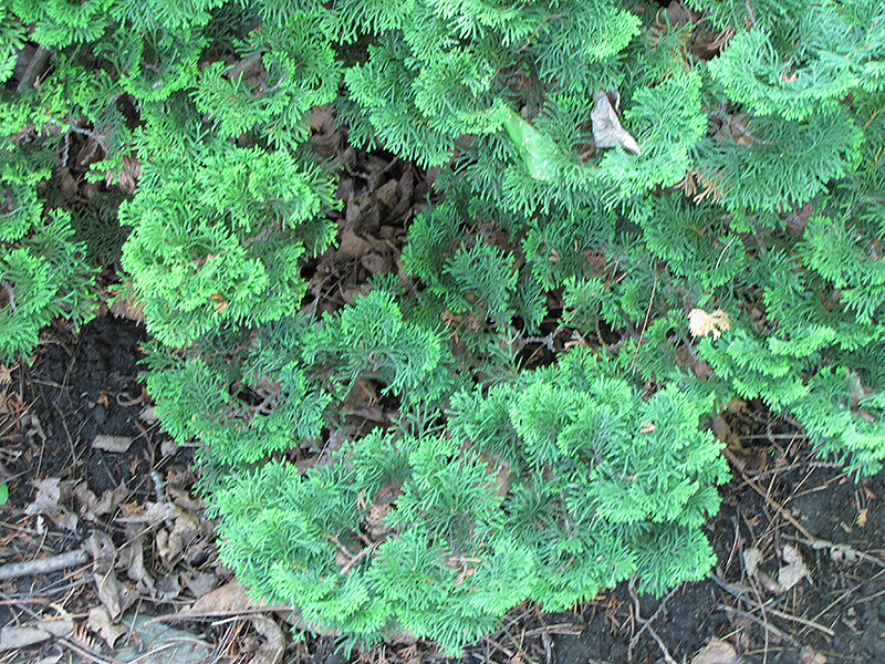 Nana Dwarf Hinoki Falsecypress (Chamaecyparis obtusa 'Nana') at Kennedy's Country Gardens