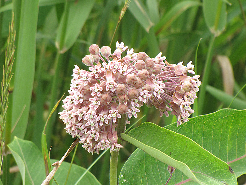 Common Milkweed (Asclepias syriaca) at Kennedy's Country Gardens