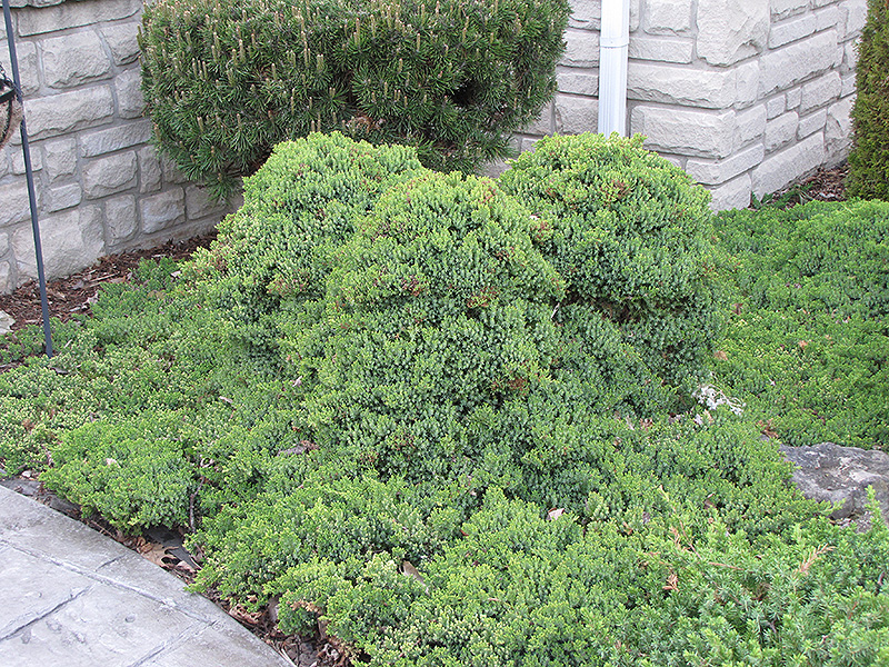 Dwarf Japgarden Juniper (Juniperus procumbens 'Nana') at Kennedy's Country Gardens