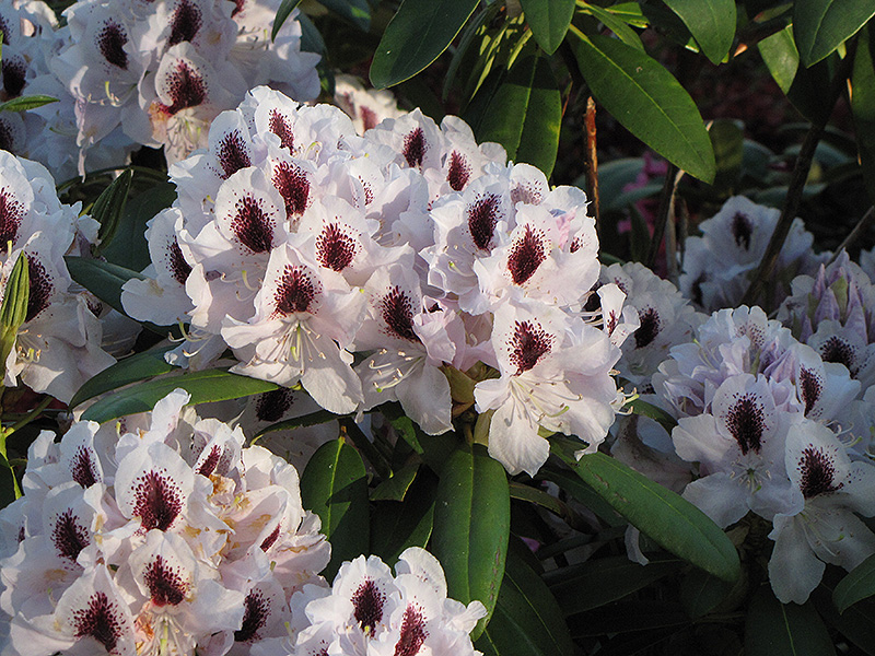 Calsap Rhododendron (Rhododendron 'Calsap') at Kennedy's Country Gardens
