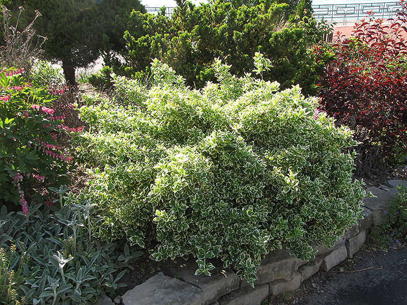 Emerald Gaiety Wintercreeper (Euonymus fortunei 'Emerald Gaiety') at Kennedy's Country Gardens