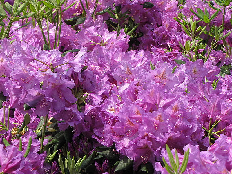 Lee's Dark Purple Rhododendron (Rhododendron catawbiense 'Lee's Dark Purple') at Kennedy's Country Gardens