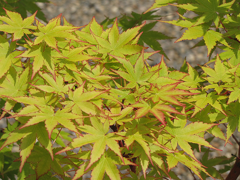 Coral Bark Japanese Maple (Acer palmatum 'Sango Kaku') at Kennedy's Country Gardens