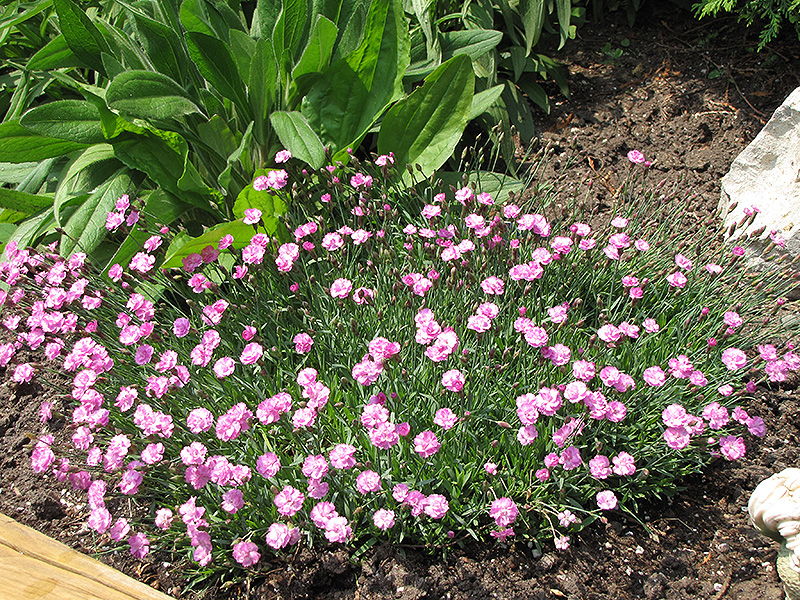 Tiny Rubies Dwarf Mat Pinks (Dianthus gratianopolitanus 'Tiny Rubies') at Kennedy's Country Gardens