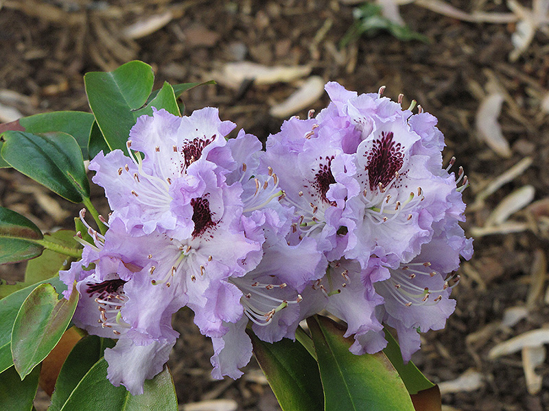 Blue Peter Rhododendron (Rhododendron 'Blue Peter') at Kennedy's Country Gardens