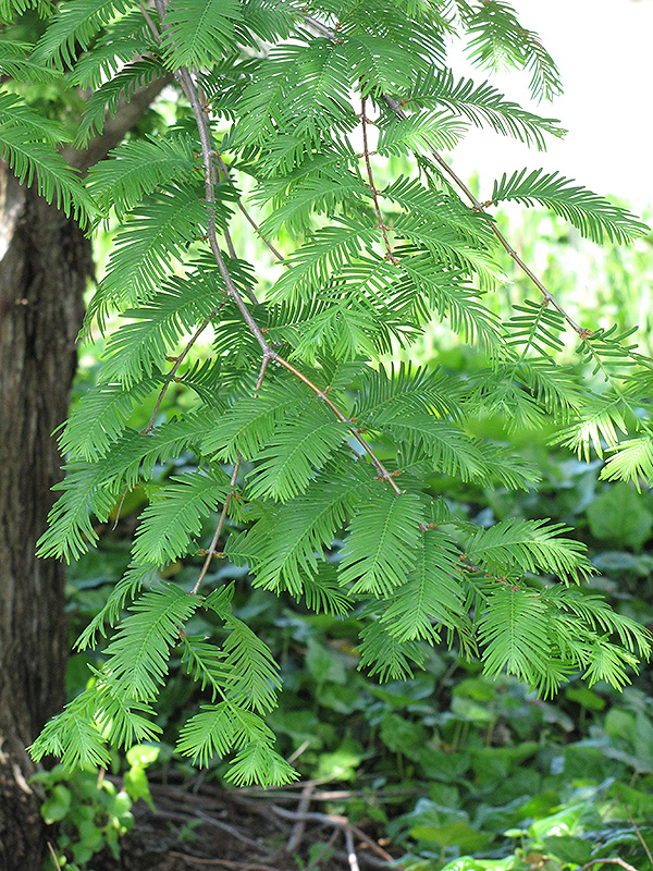 Dawn Redwood (Metasequoia glyptostroboides) at Kennedy's Country Gardens