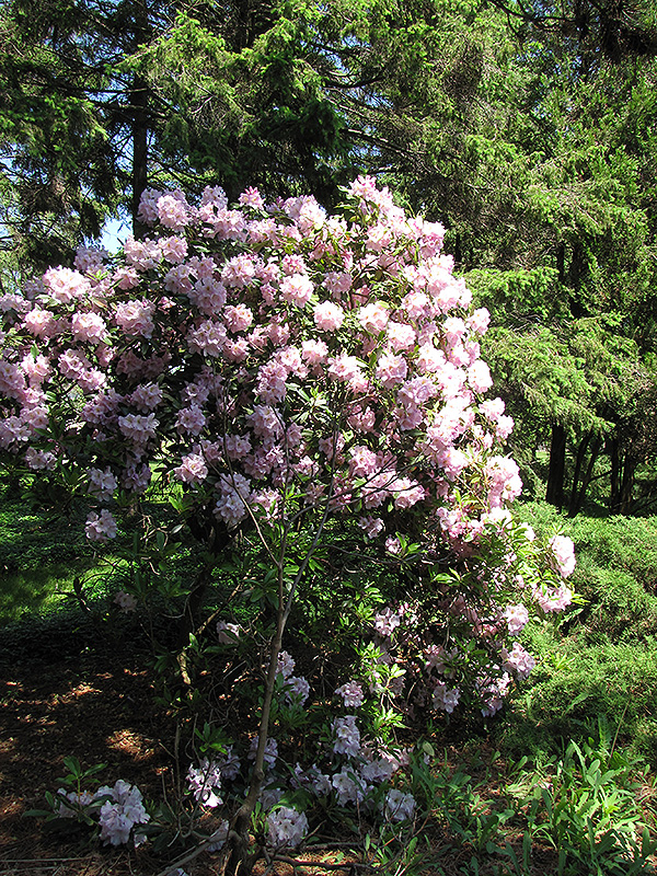 Catawba Rhododendron (Rhododendron catawbiense) at Kennedy's Country Gardens