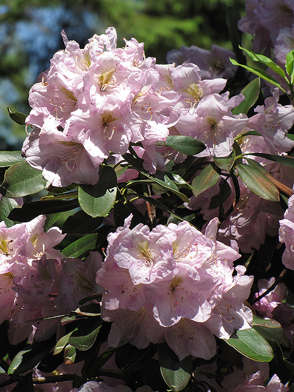 Catawba Rhododendron (Rhododendron catawbiense) at Kennedy's Country Gardens