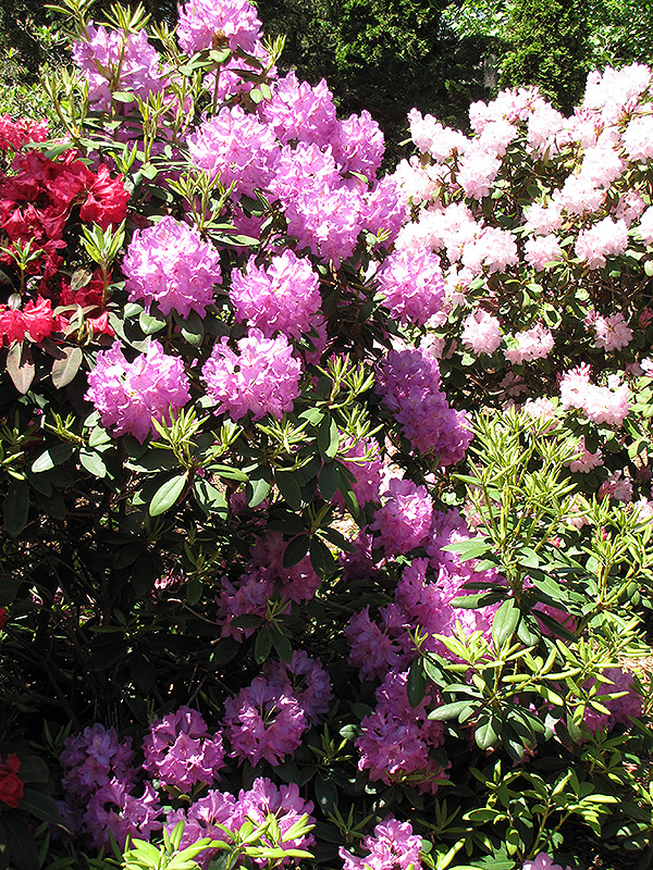 Boursault Rhododendron (Rhododendron catawbiense 'Boursault') at Kennedy's Country Gardens