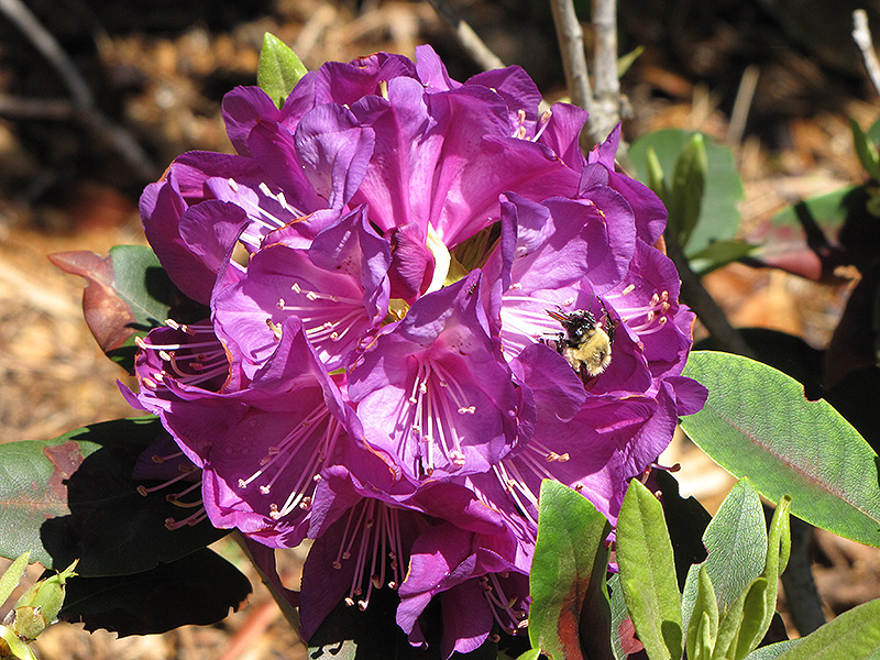 Purple Passion Rhododendron (Rhododendron 'Purple Passion') at Kennedy's Country Gardens