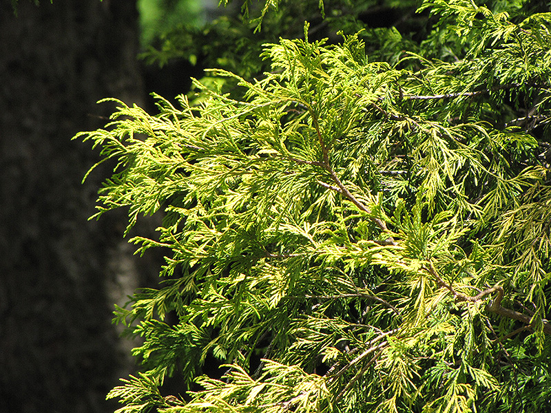 Golden Threadleaf Falsecypress (Chamaecyparis pisifera 'Filifera Aurea') at Kennedy's Country Gardens