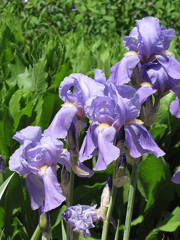 Golden Variegated Sweet Iris (Iris pallida 'Aureovariegata') at Kennedy's Country Gardens