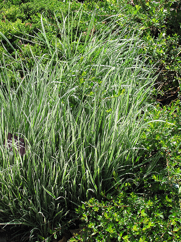 Variegated Oat Grass (Arrhenatherum elatum 'Variegatum') at Kennedy's Country Gardens