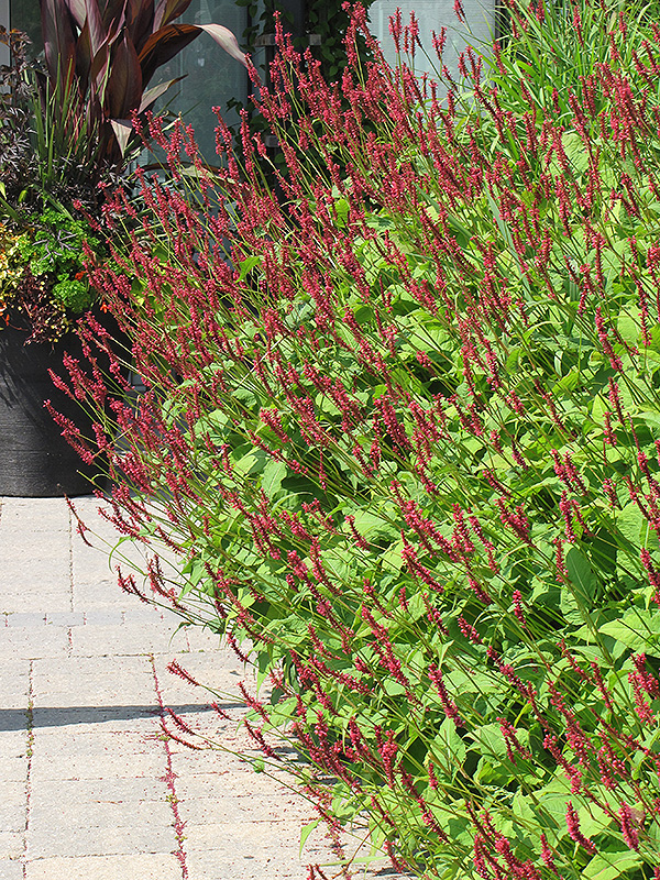 Fire Tail Fleeceflower (Persicaria amplexicaulis 'Fire Tail') at Kennedy's Country Gardens