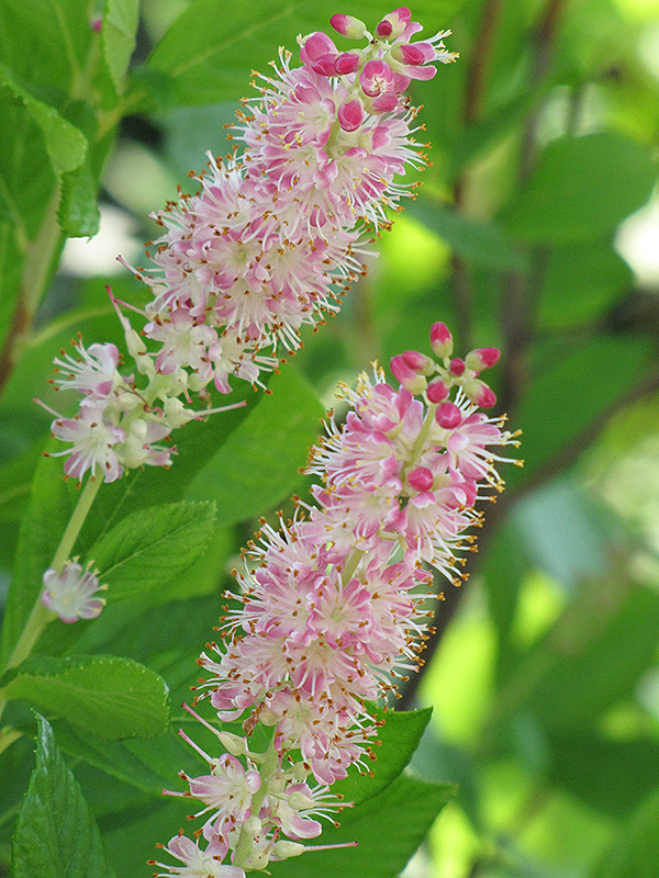 Ruby Spice Summersweet (Clethra alnifolia 'Ruby Spice') at Kennedy's Country Gardens