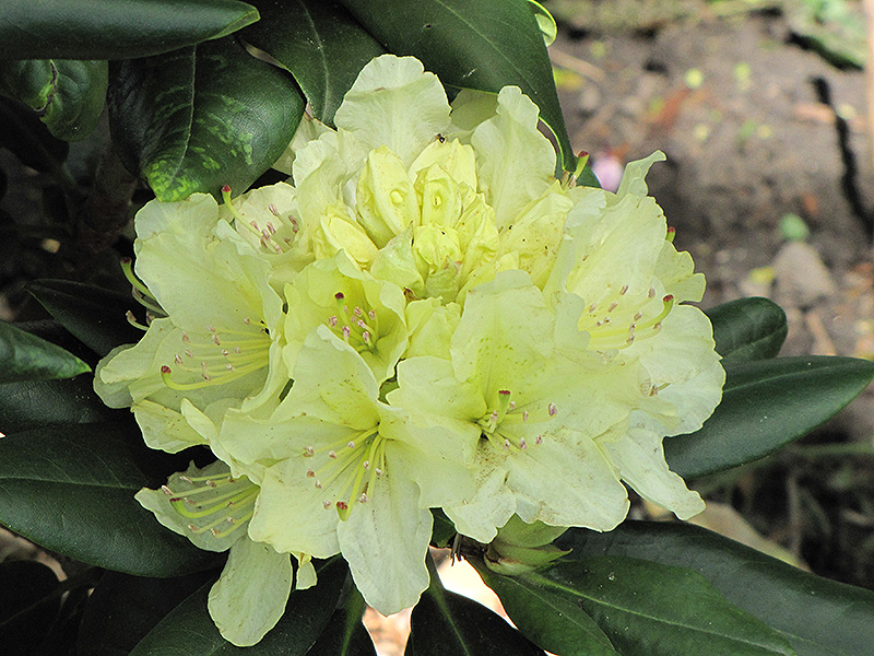 Capistrano Rhododendron (Rhododendron 'Capistrano') at Kennedy's Country Gardens