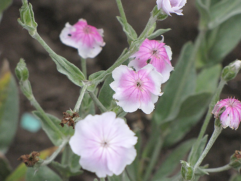 Angel's Blush Rose Campion (Lychnis coronaria 'Angel's Blush') at Kennedy's Country Gardens