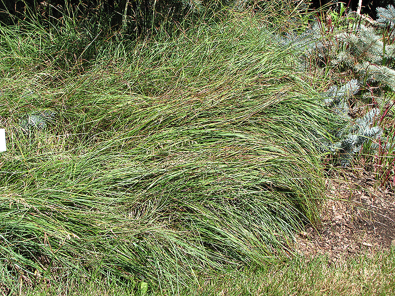 Blue Sedge (Carex flacca) at Kennedy's Country Gardens
