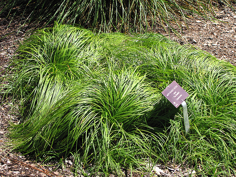 The Beatles Spring Sedge (Carex caryophyllea 'The Beatles') at Kennedy's Country Gardens