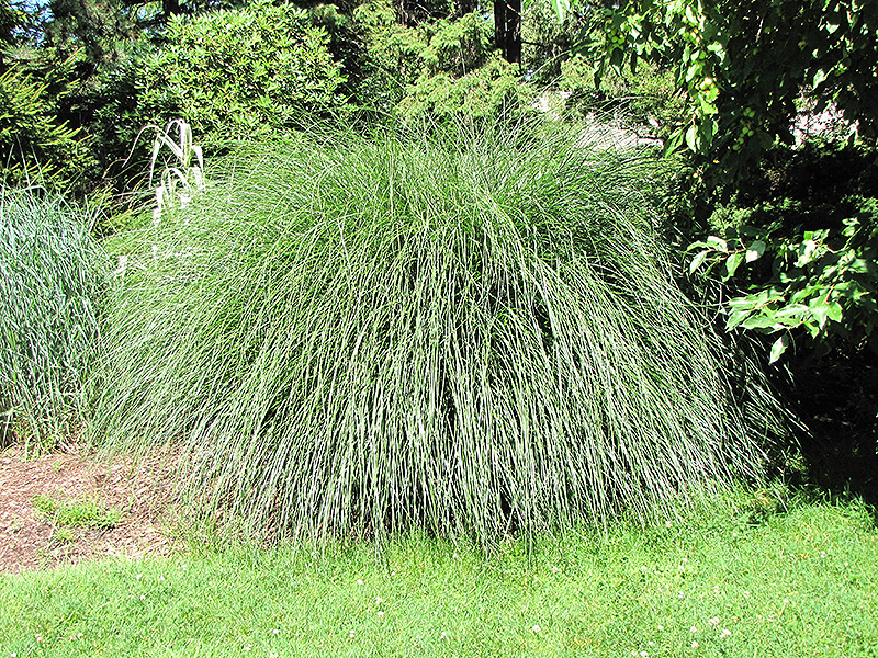 Yaku Jima Dwarf Maiden Grass (Miscanthus sinensis 'Yaku Jima') at Kennedy's Country Gardens
